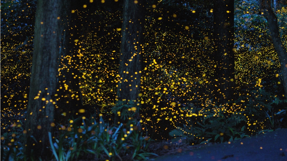 پروانه ها در جنگل،ژاپن
