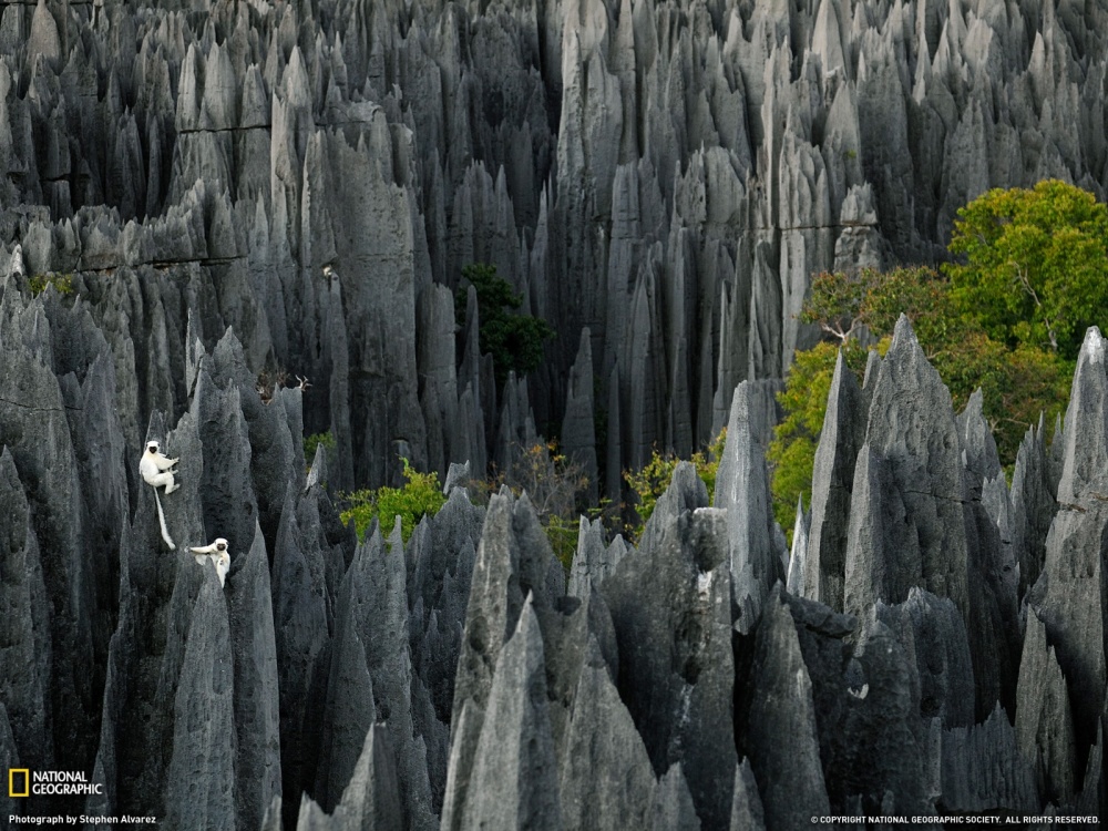 جنگل سنگی سینگی دو بماراها، ماداگاسکار