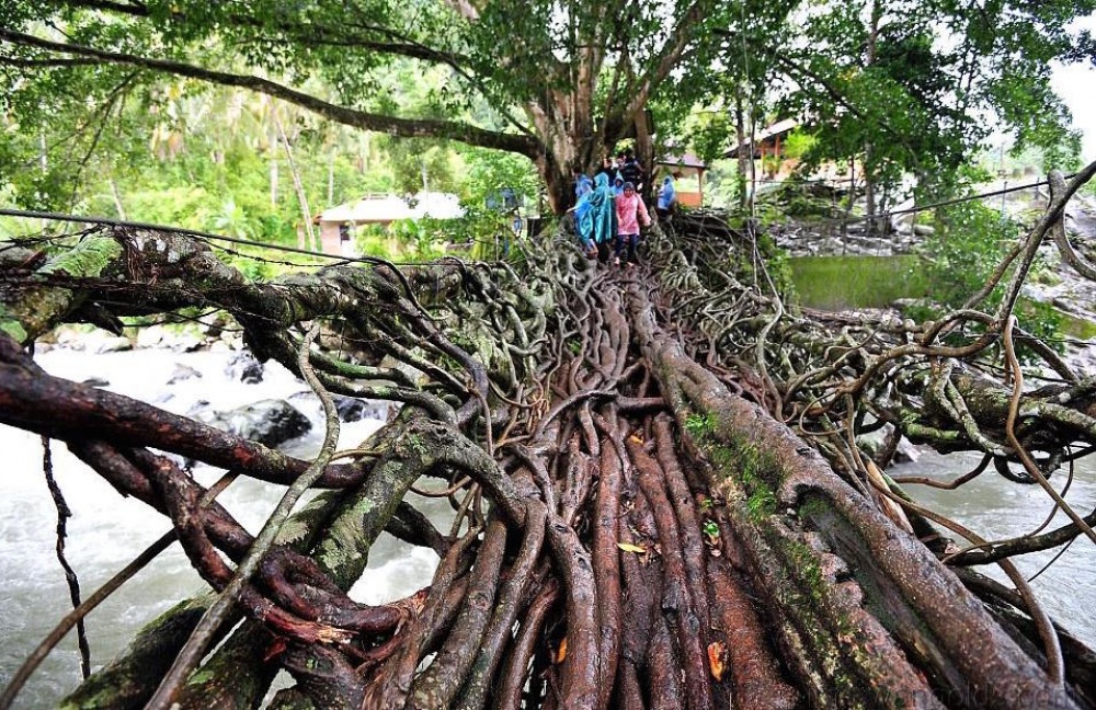 پلی که از ریشه ی درخت ساخته شده،اندونزی