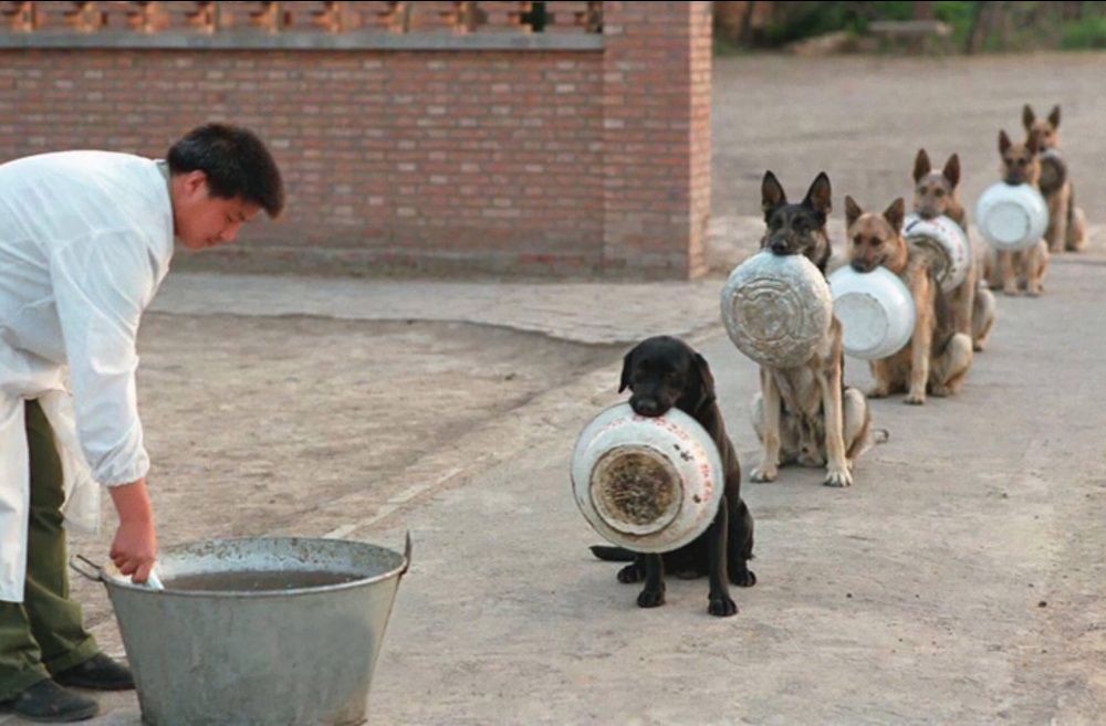 سگ های پلیس در صف نهار چین