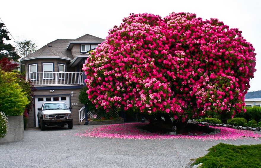 یک گل صد تومانی 125ساله،کانادا