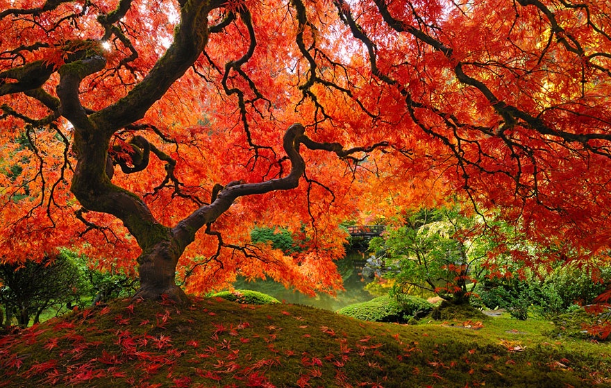 درخت افرای ژاپنی، اورگان، آمریکا