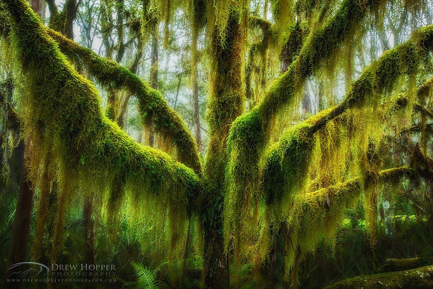 درخت راشی که با خزه پوشیده شده است، اورگان، آمریکا