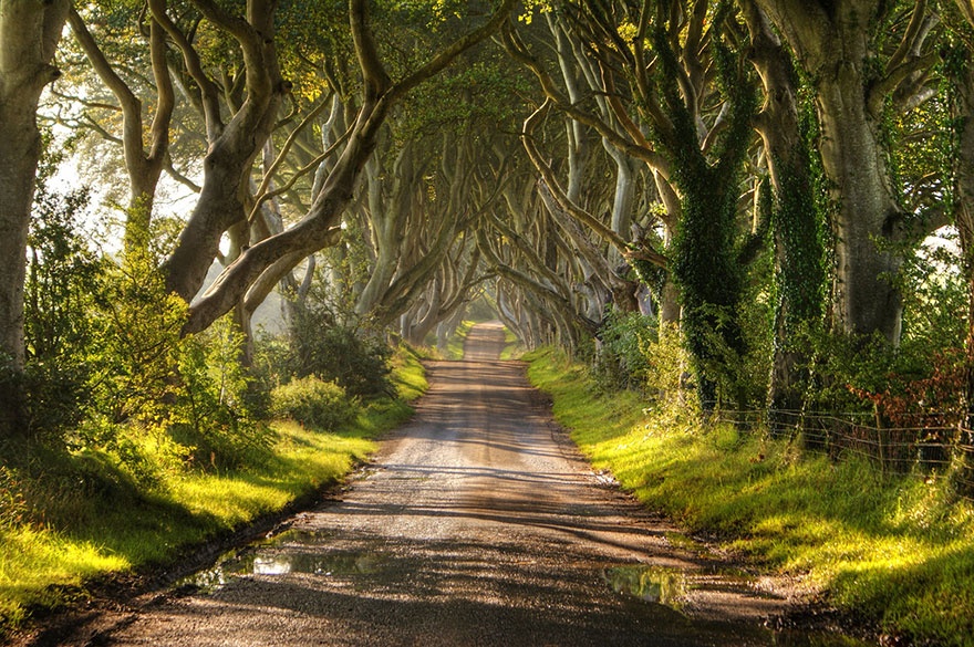  خیابانی از درختان راش، ایرلند شمالی 
