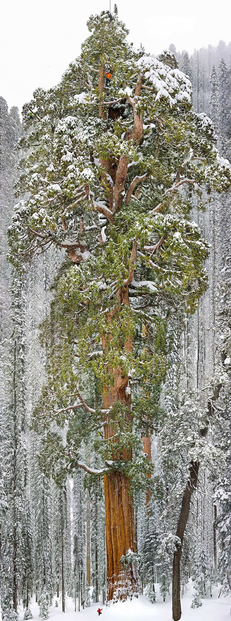 سومین درخت بزرگ جهان ( سکویای عظیم)، کالیفرنیا