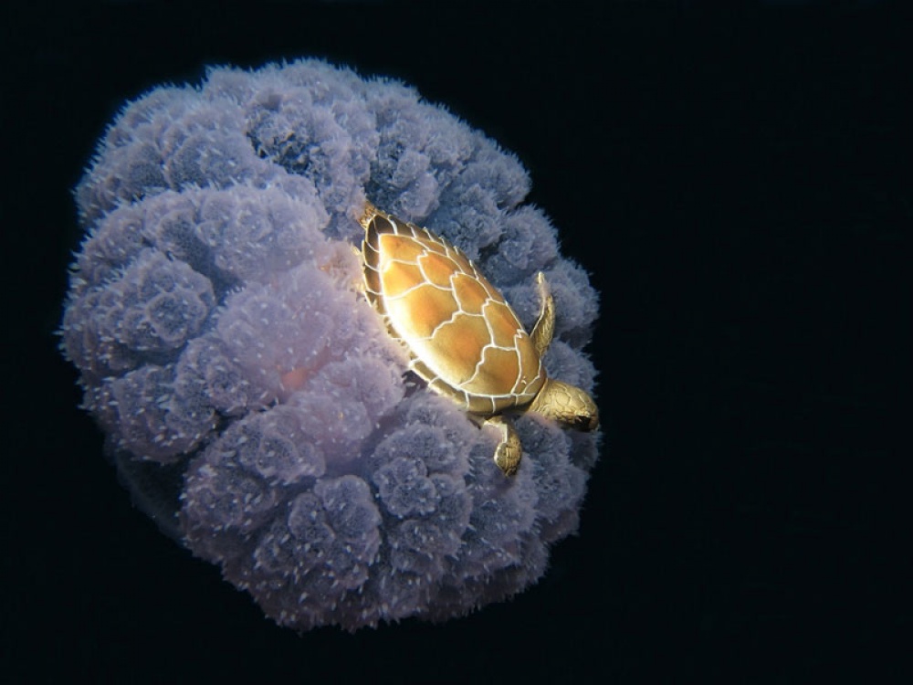 لاک‌پشت و عروس دریایی