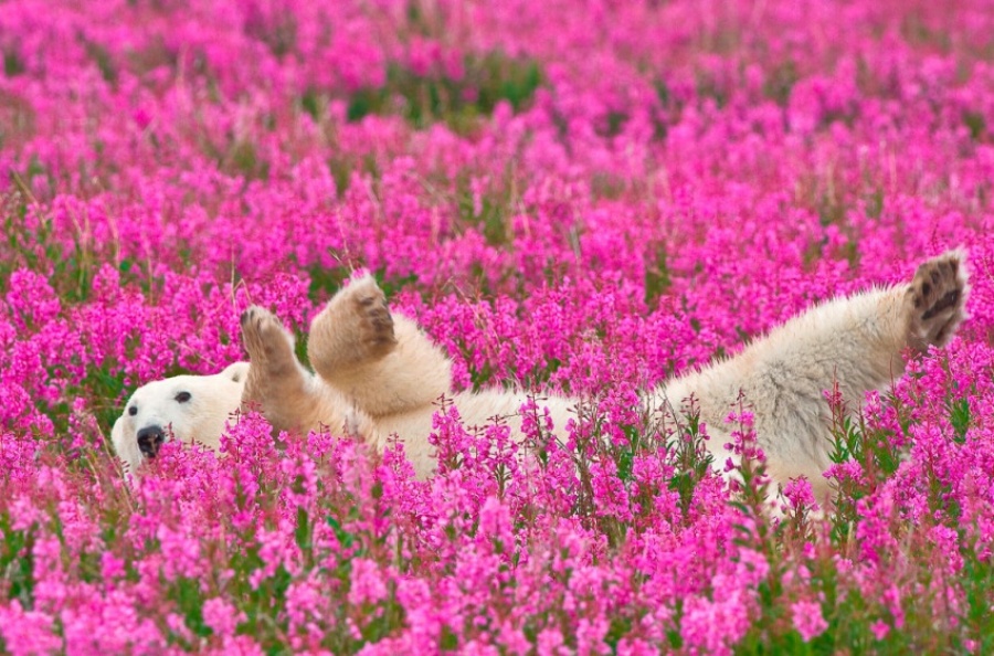 خرس‌های قطبی در مزرعه بازی می‌کنند