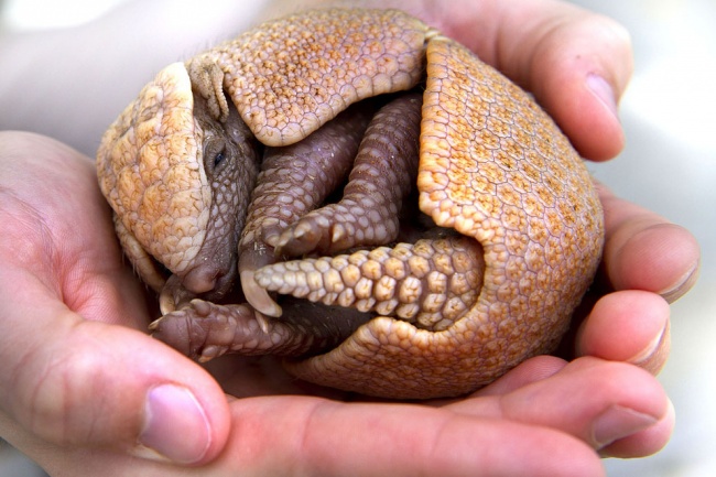 A newborn armadillo