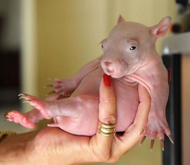 A baby wombat