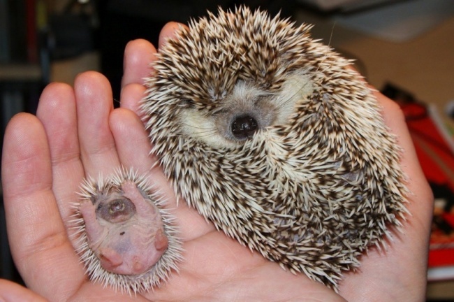 A baby hedgehog and his mother. 