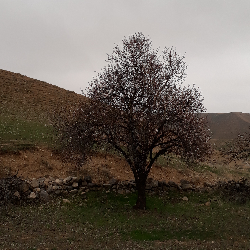 وحید براتیان وحید براتیان