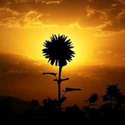 امیرحسین فرخ زاده امیرحسین فرخ زاده