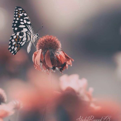 مهدیه میری مهدیه میری