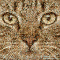 نرگس ابارشی نرگس ابارشی