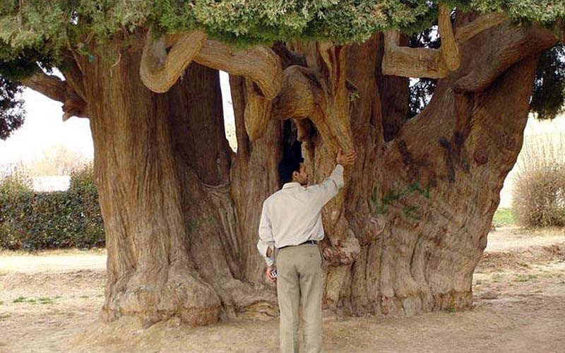Cedar Abarkooh (Zoroastrian Cypress)