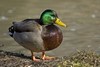 Anatidae