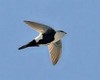 Apodidae