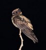 Caprimulgidae