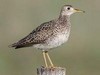 Scolopacidae