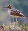Burhinidae