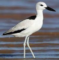 Dromadidae