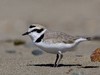 Charadriidae