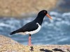 Haematopodidae