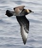Stercorariidae