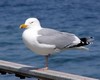 Laridae