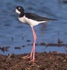 Recurvirostridae