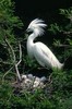 Ardeidae