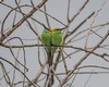 Meropidae