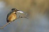 Alcedinidae