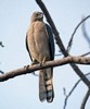 Accipitridae