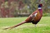 Phasianidae