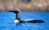 Gaviidae