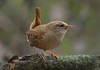 Troglodytidae