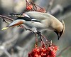 Bombycillidae