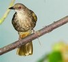 Pycnonotidae