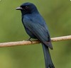 Dicruridae