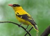 Oriolidae