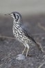 Turdidae