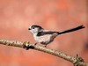 Aegithalidae