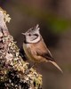 Paridae