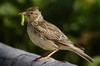 Alaudidae