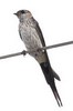 Hirundinidae