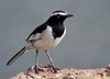 Motacillidae