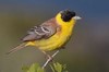 Emberizidae