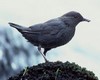 Cinclidae