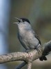 Sylviidae